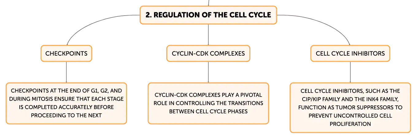 cell cycle concept map mitosis