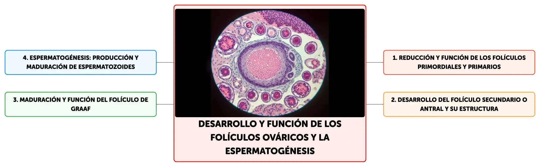 Desarrollo Y Función De Los Folículos Ováricos Y La Espermatogénesis Algor Cards 4604