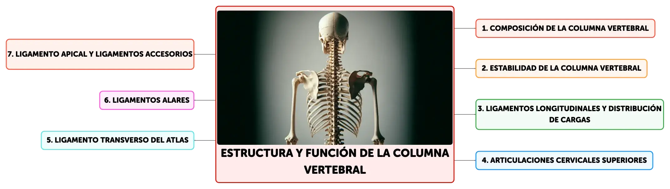 Anillo fibroso de la columna vertebral outlet