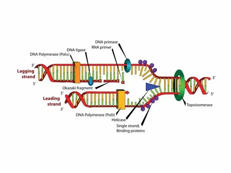 dna-polimerasi-okazaki-frammento