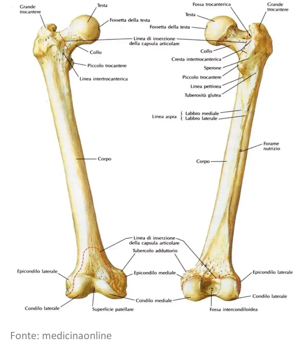 struttura del femore