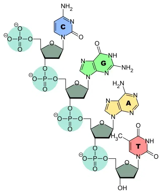 illustrazione-nucleotidi