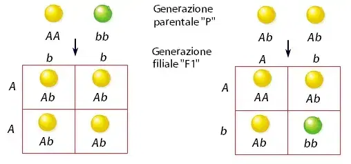 quadro di punnet monoibridi