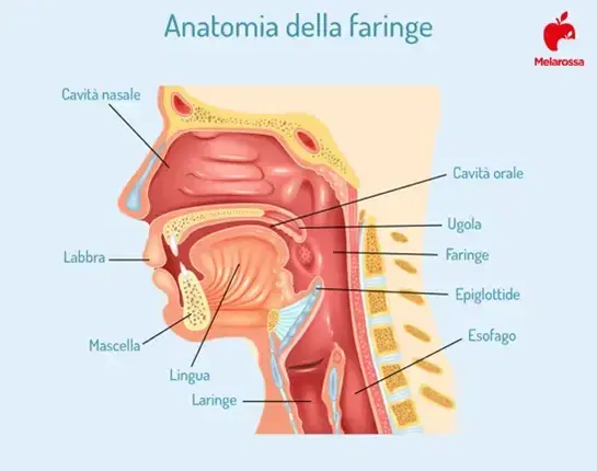Anatomia della faringe