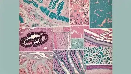 Vista microscópica de tejidos humanos con tinción, mostrando tejido epitelial, conectivo, músculo esquelético, cardíaco, liso y tejido neural.