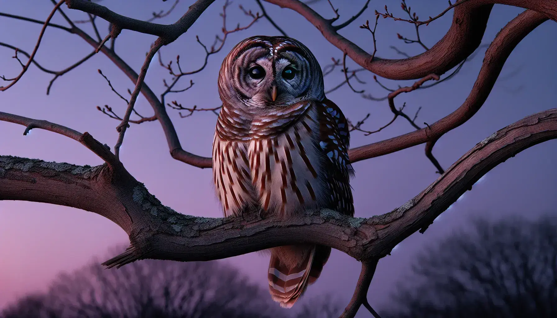 Barred owl perched on a leafless tree branch at twilight, with striking brown and white plumage against a lavender to indigo sky.