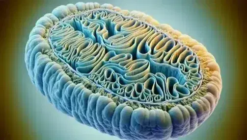 Detailed three-dimensional representation of a mitochondrion with double membrane and internal folds, cristae, in shades of blue and yellow.