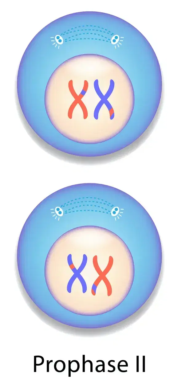 profase II