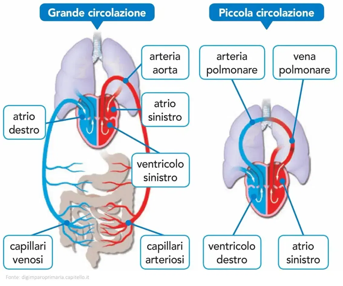 circuiti arteriosi