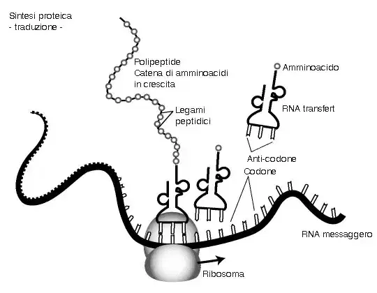 sintesi-proteica-procarioti