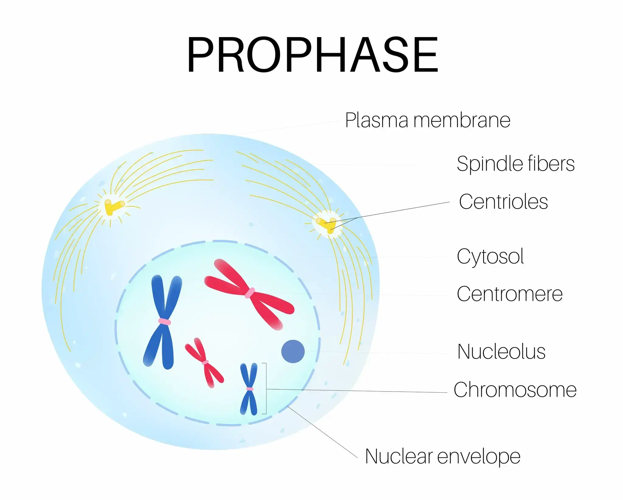 profase mitotica