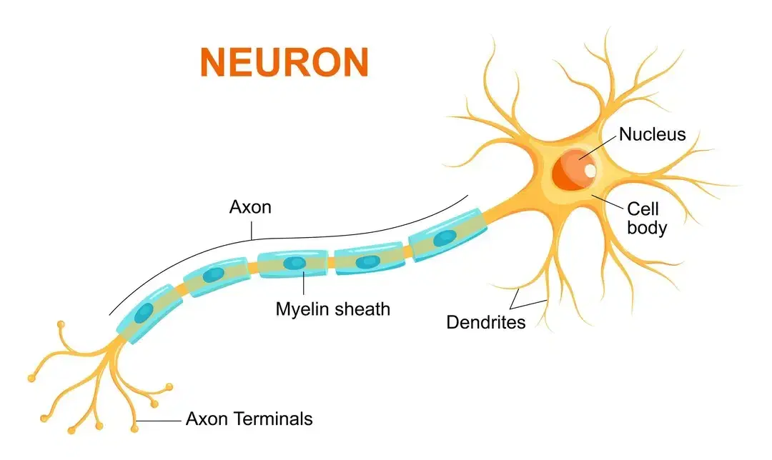 neurone