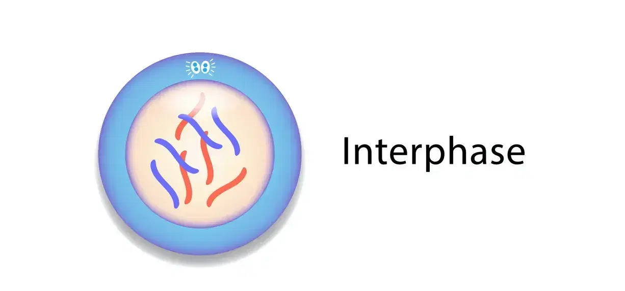 Interfase I