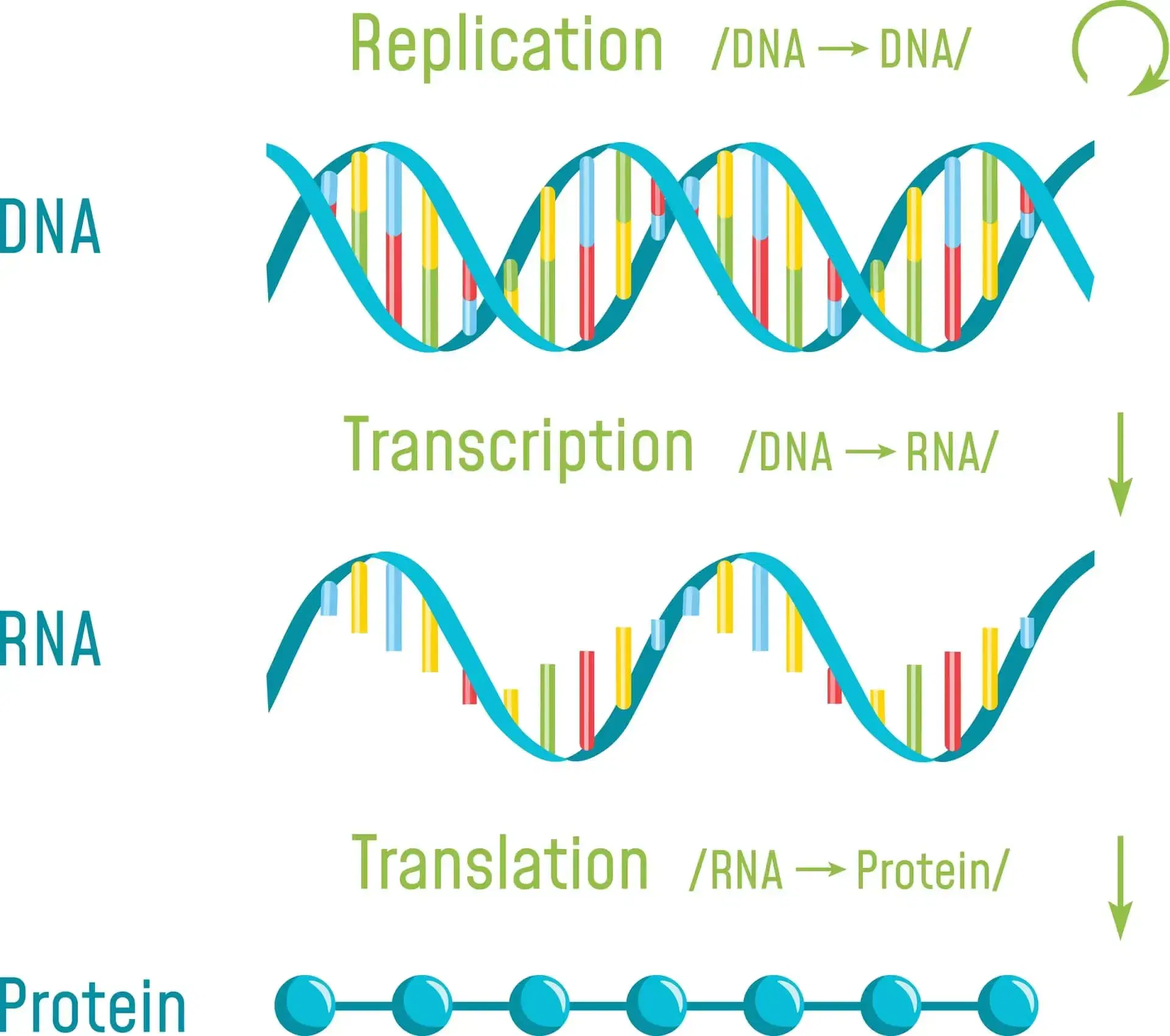 replicazione-trascrizione-traduzione-dna