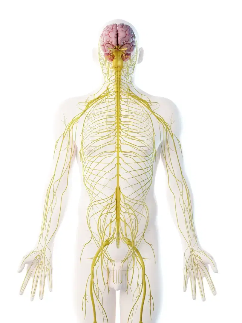 sistema nervoso umano
