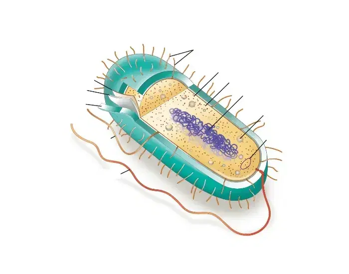 illustrazione-cellula-procariota
